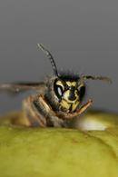 0437 Dead/Dying Common Wasp (Vespula vulgaris) on Apple.